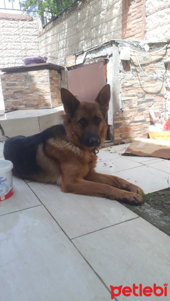 Alman Çoban Köpeği, Köpek  Joy fotoğrafı