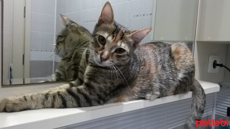 Tekir Kedi, Kedi  Şukufe fotoğrafı