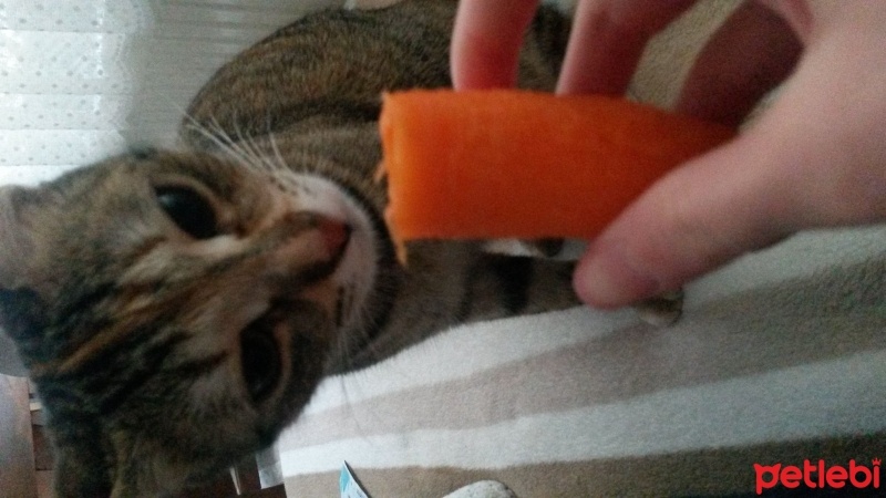 Tekir Kedi, Kedi  Şukufe fotoğrafı