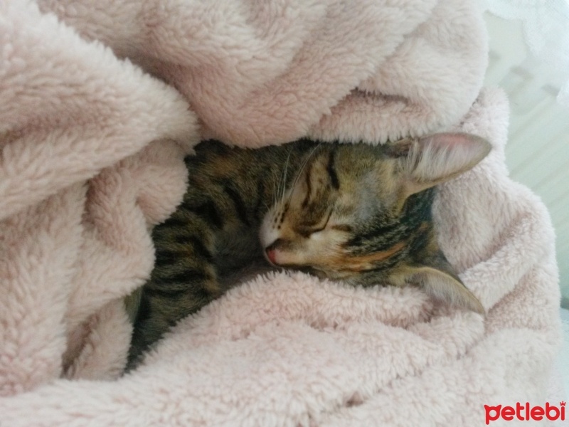 Tekir Kedi, Kedi  Şukufe fotoğrafı