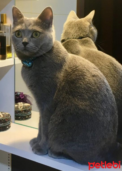 British Shorthair, Kedi  Duman fotoğrafı