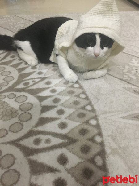 Tekir Kedi, Kedi  Neco fotoğrafı