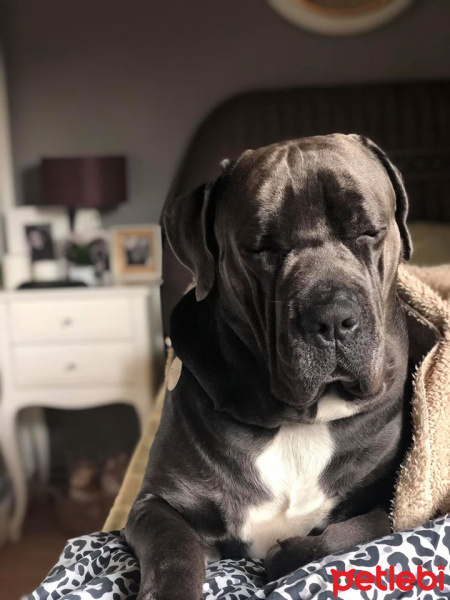 Cane Corso Italiano, Köpek  thor bey fotoğrafı