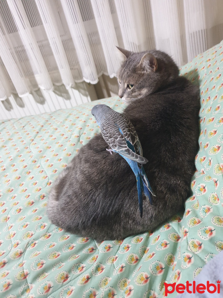 Tekir Kedi, Kedi  Nunis fotoğrafı