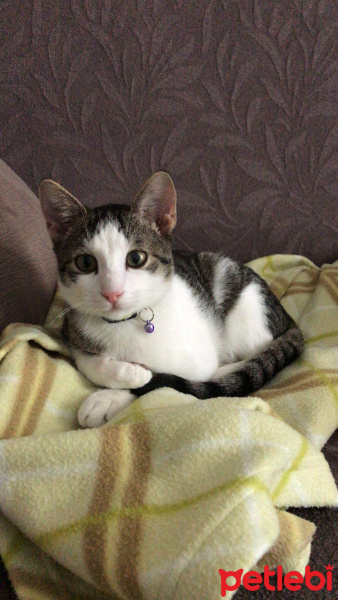 Tekir Kedi, Kedi  Felix fotoğrafı