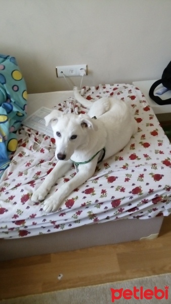 Akbaş, Köpek  Eva fotoğrafı