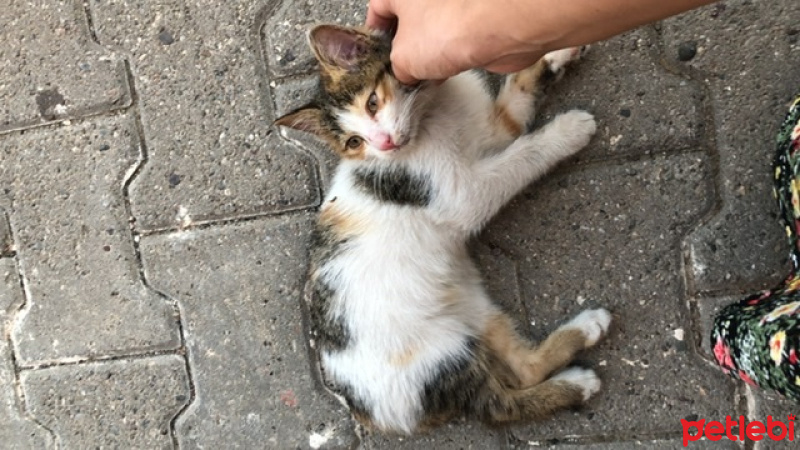 Tekir Kedi, Kedi  Karamel fotoğrafı