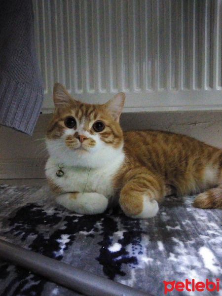 British Shorthair, Kedi  Lokum fotoğrafı