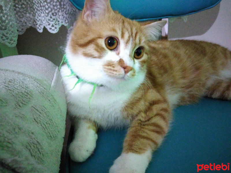 British Shorthair, Kedi  Lokum fotoğrafı