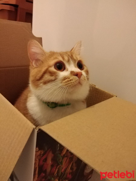 British Shorthair, Kedi  Lokum fotoğrafı