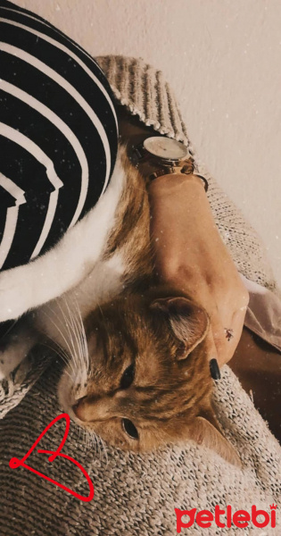 Sarman, Kedi  Yağmur fotoğrafı