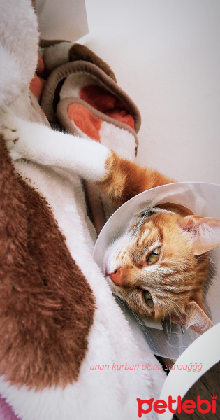 Sarman, Kedi  Yağmur fotoğrafı