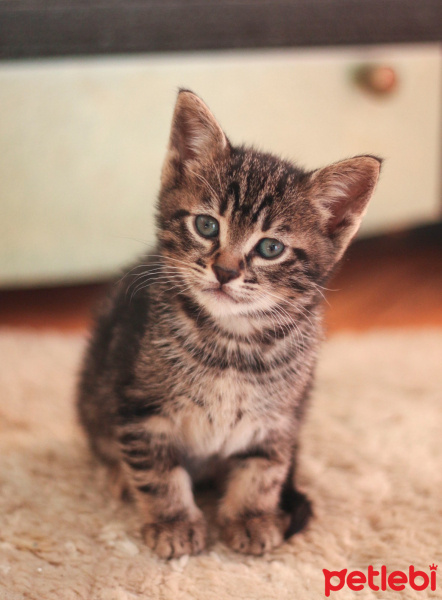 Tekir Kedi, Kedi  Biber fotoğrafı