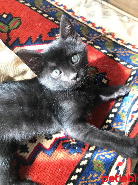 Tekir Kedi, Kedi  Biber fotoğrafı