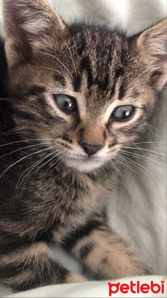 Tekir Kedi, Kedi  Biber fotoğrafı