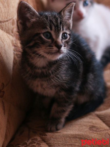 Tekir Kedi, Kedi  Biber fotoğrafı