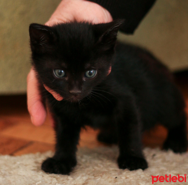 Tekir Kedi, Kedi  Biber fotoğrafı