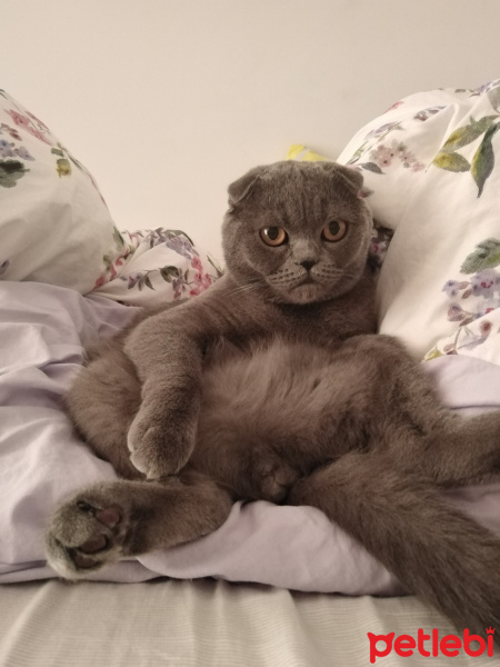Scottish Fold, Kedi  Luna fotoğrafı