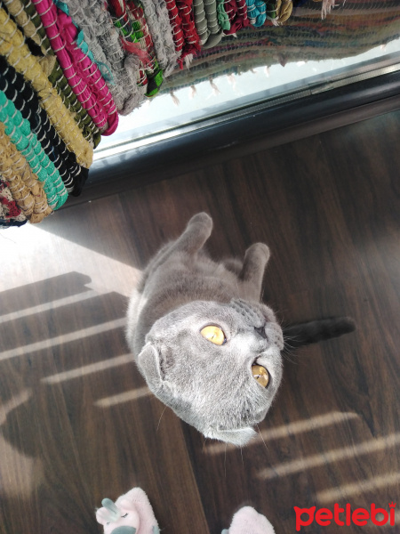 Scottish Fold, Kedi  Luna fotoğrafı