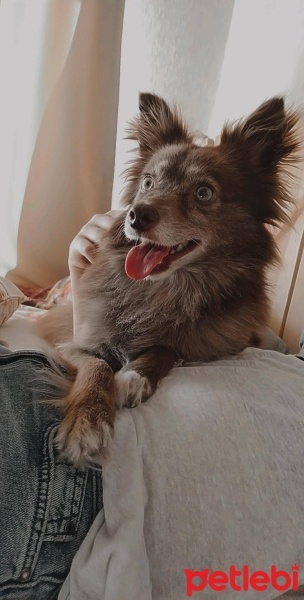 Alman Spanieli, Köpek  Goofy fotoğrafı