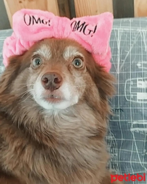 Alman Spanieli, Köpek  Goofy fotoğrafı