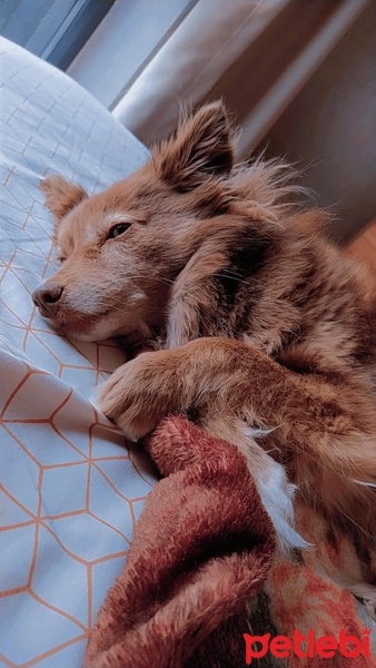 Alman Spanieli, Köpek  Goofy fotoğrafı