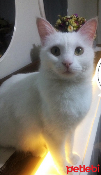 Ankara Kedisi, Kedi  Zarife fotoğrafı