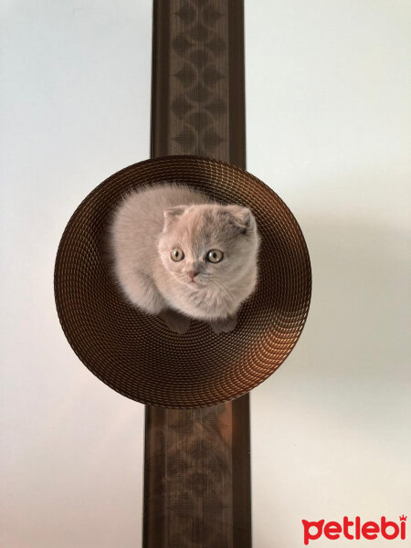 Scottish Fold, Kedi  Mila fotoğrafı