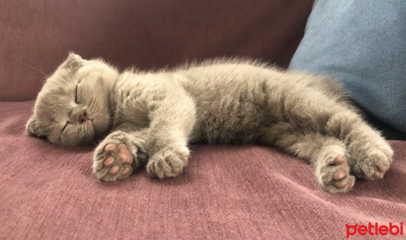 Scottish Fold, Kedi  Mila fotoğrafı