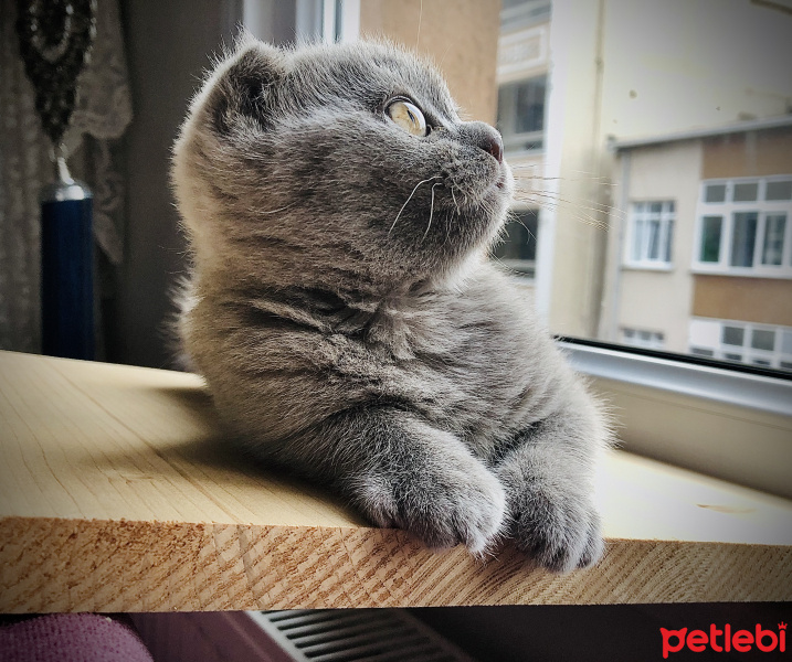 Scottish Fold, Kedi  Mila fotoğrafı