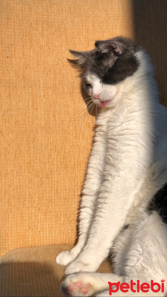 İran Kedisi (Persian), Kedi  Paşa fotoğrafı