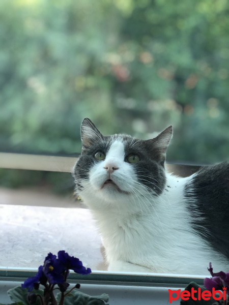İran Kedisi (Persian), Kedi  Paşa fotoğrafı