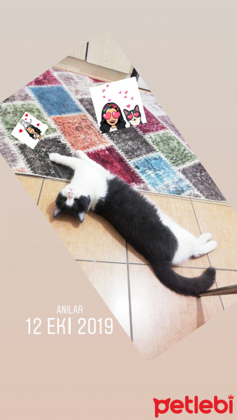İran Kedisi (Persian), Kedi  Paşa fotoğrafı