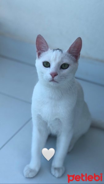 İran Kedisi (Persian), Kedi  Paşa fotoğrafı