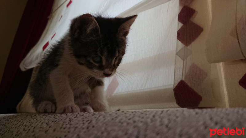 Tekir Kedi, Kedi  Pasta fotoğrafı