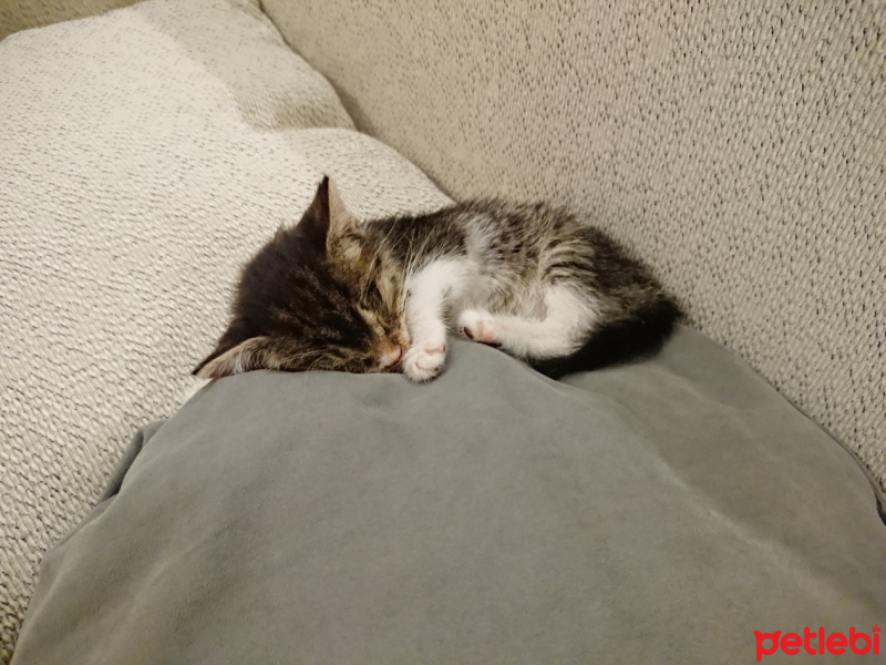 Tekir Kedi, Kedi  Pasta fotoğrafı