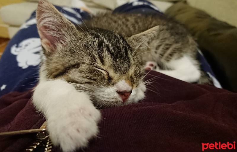 Tekir Kedi, Kedi  Pasta fotoğrafı