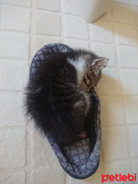 Tekir Kedi, Kedi  Pasta fotoğrafı