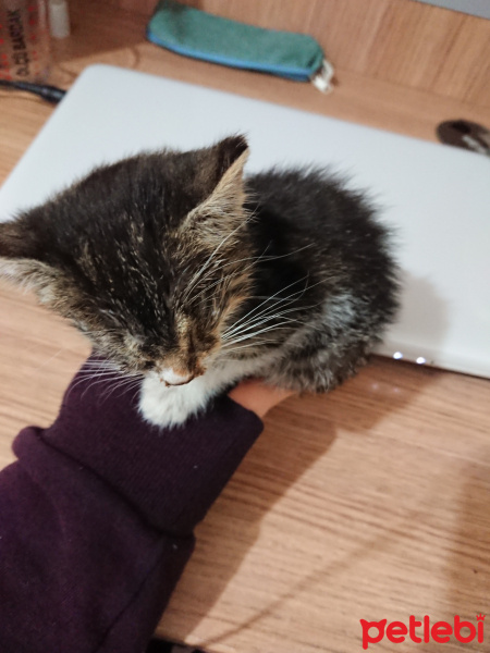 Tekir Kedi, Kedi  Pasta fotoğrafı