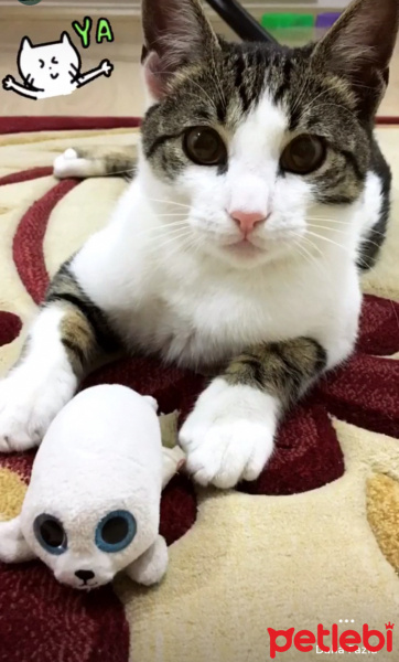 Soke, Kedi  Osman fotoğrafı