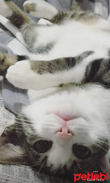 Soke, Kedi  Osman fotoğrafı