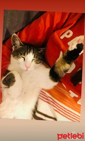 Soke, Kedi  Osman fotoğrafı