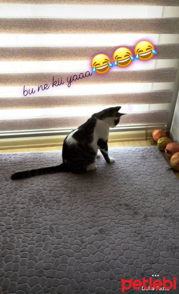 Soke, Kedi  Osman fotoğrafı