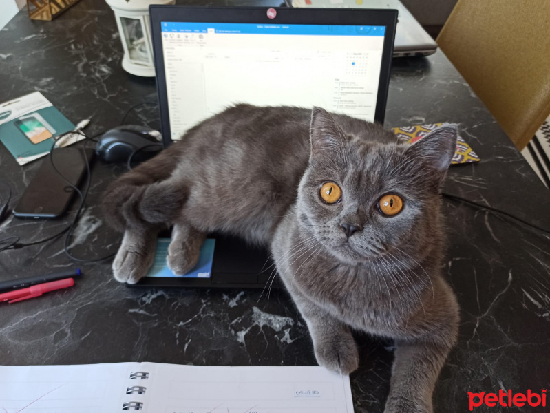 British Shorthair, Kedi  Turunç fotoğrafı