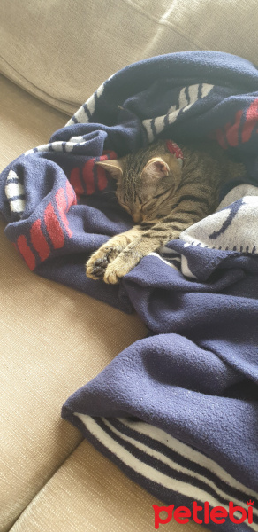 Tekir Kedi, Kedi  Talya fotoğrafı