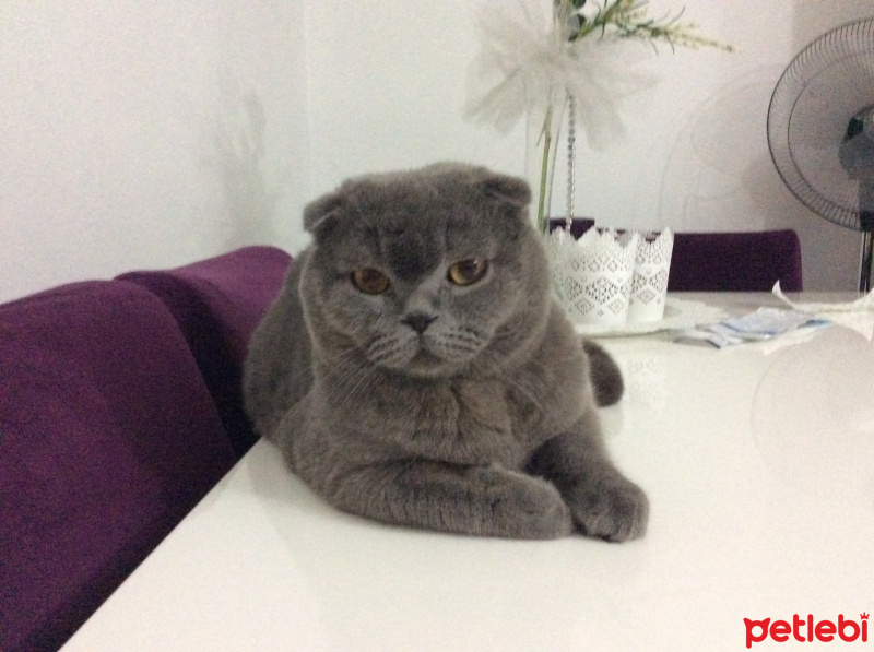 Scottish Fold, Kedi  Duman fotoğrafı