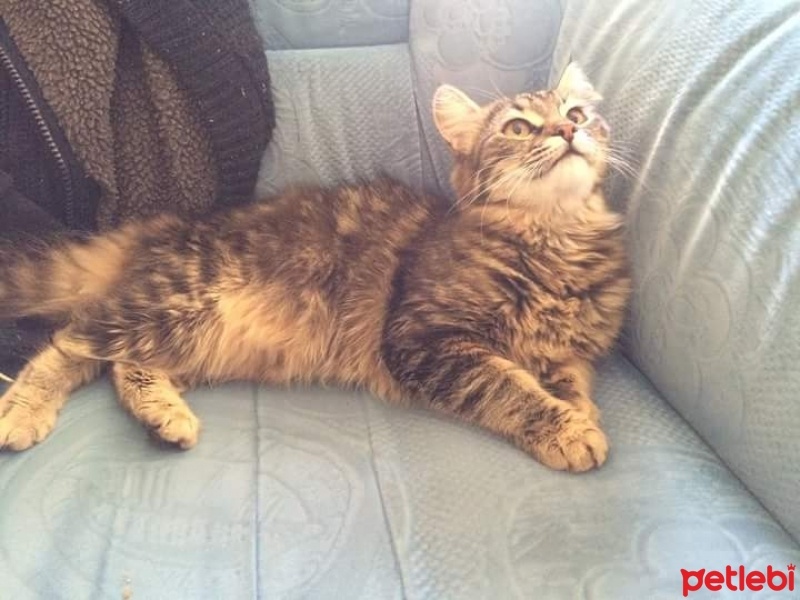 Tekir Kedi, Kedi  Latte fotoğrafı