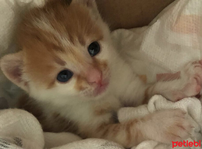 Sarman, Kedi  Şero fotoğrafı