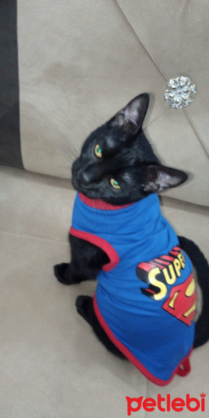 Bombay, Kedi  Kömür fotoğrafı