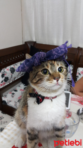 Tekir Kedi, Kedi  Çakıl fotoğrafı